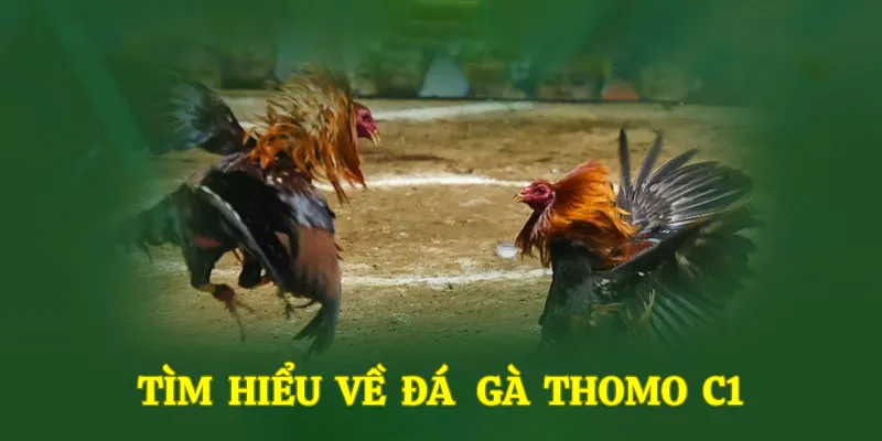 Tỉm hiểu về thể thức đá gà Thomo c1